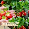 3 darabos Prémium Akasztós Eperültető Táska Készlet
